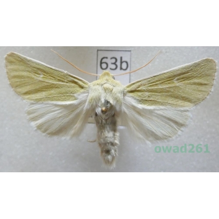 Calamia tridens (Hufnagel, 1766) Czech63b